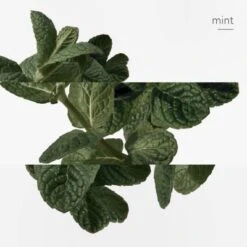 Hermès Eau D'orange Verte Eau De Cologne 33 Hermès Eau D'orange Verte Eau De Cologne -Kapao Magasin eau orange verte 13