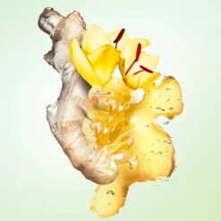 Prada Infusion De Gingembre Eau De Parfum -Kapao Magasin inf gingembre edp 3