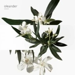 Hermès Un Jardin En Méditerranée Eau De Toilette 16 Hermès Un Jardin En Méditerranée Eau De Toilette -Kapao Magasin jardin medit edt 5