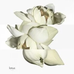 Hermès Un Jardin Sur Le Nil Eau De Toilette 15 Hermès Un Jardin Sur Le Nil Eau De Toilette -Kapao Magasin jardin s nil edt 4