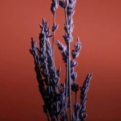 Pour Un Homme De CARON Le Soir Gel Douche 7 Pour Un Homme De CARON Le Soir Gel Douche -Kapao Magasin pour un homme de caron le soir gel douche corps cheveux 2